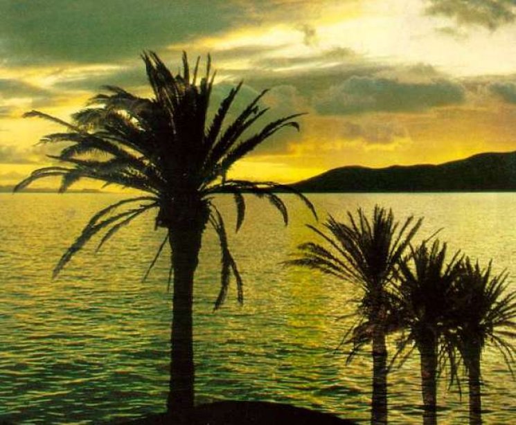 palme2.jpg, 47 KB